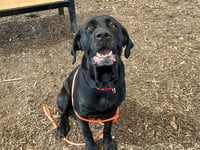 DOLLOP - Photo 1