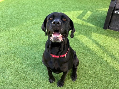 DOLLOP - Cane Corso Mastiff available for adoption