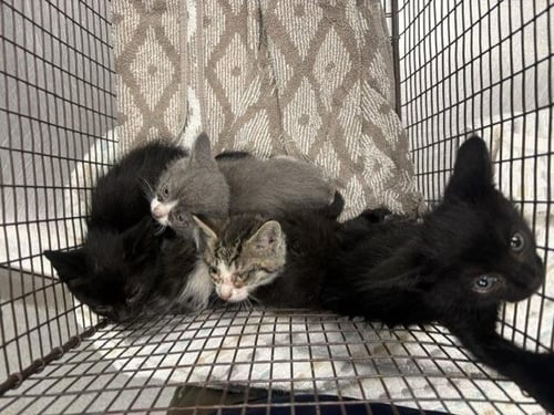 EVE - Domestic Short Hair available for adoption