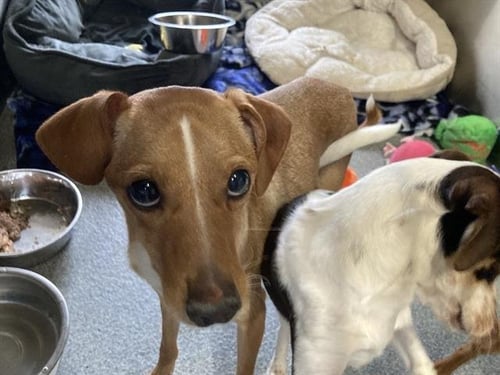 BELLA - Chihuahua available for adoption