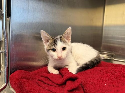CAT HARDY - Domestic Short Hair available for adoption