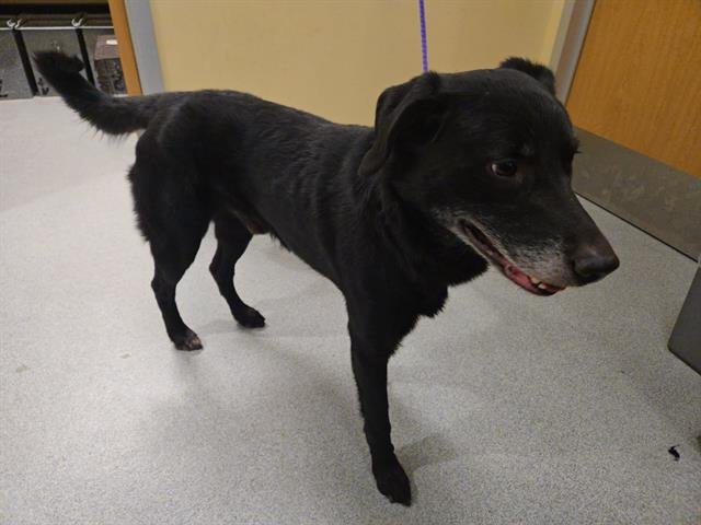 STEVE - Labrador Retriever available for adoption