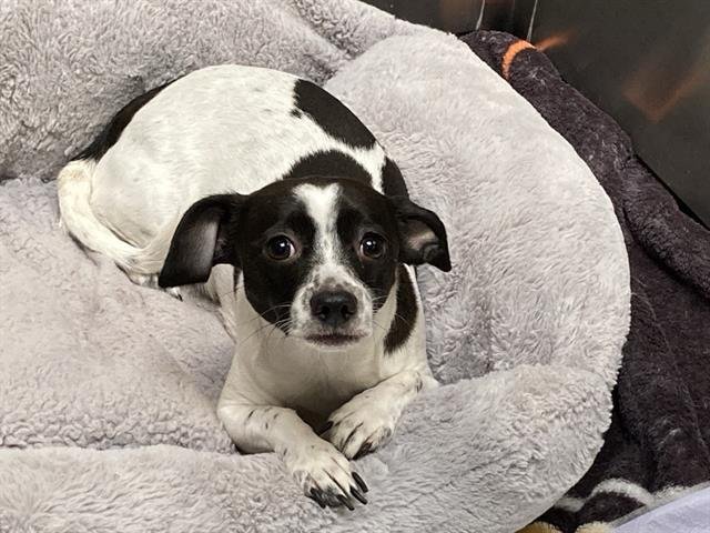 MOUSE - Rat Terrier available for adoption