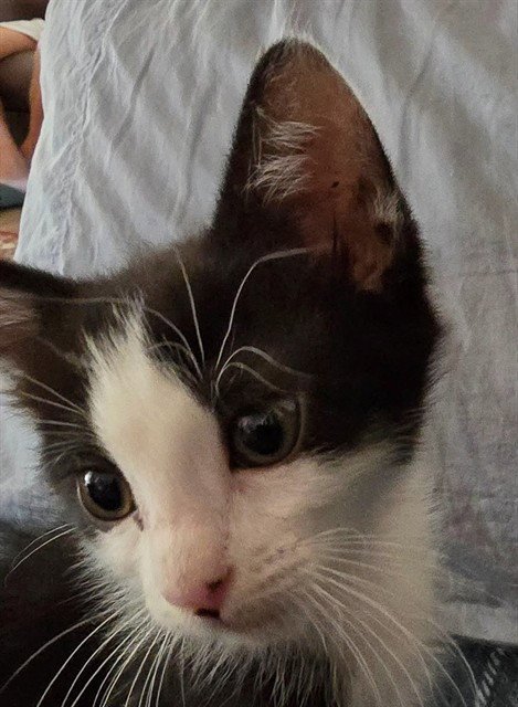 ZOEY - Domestic Short Hair available for adoption