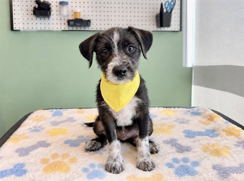 WALDO - German Wirehaired Pointer / Labrador Retriever available for adoption