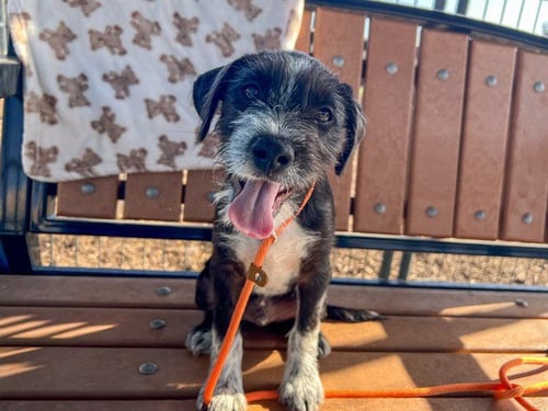 WALDO - German Wirehaired Pointer / Labrador Retriever available for adoption