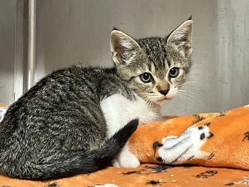 FIREFLY - Domestic Short Hair available for adoption