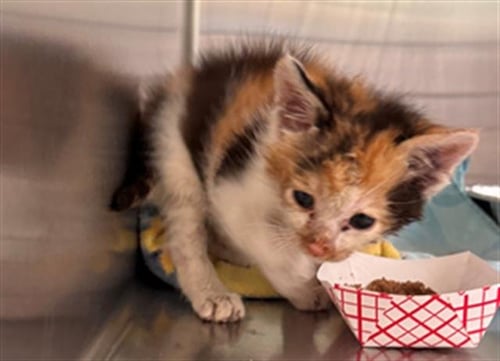TESSA - Domestic Short Hair available for adoption