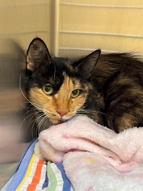 COWGIRL - Domestic Short Hair available for adoption