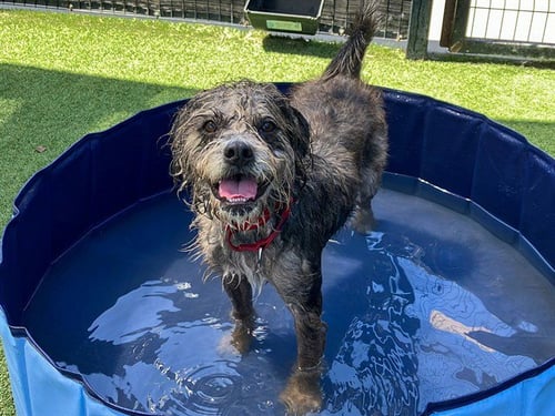 CHERI - Cairn Terrier available for adoption