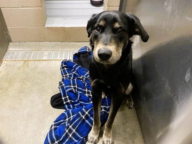 NOAH - Labrador Retriever available for adoption