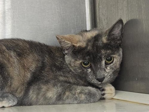 RIPPLES - Domestic Short Hair available for adoption