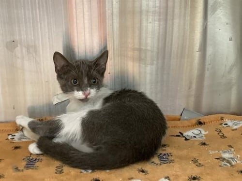 MCKENZI - Domestic Short Hair available for adoption