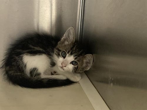 PABLO - Domestic Short Hair available for adoption