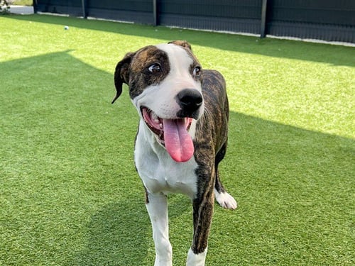 BRUNO - Pit Bull Terrier available for adoption