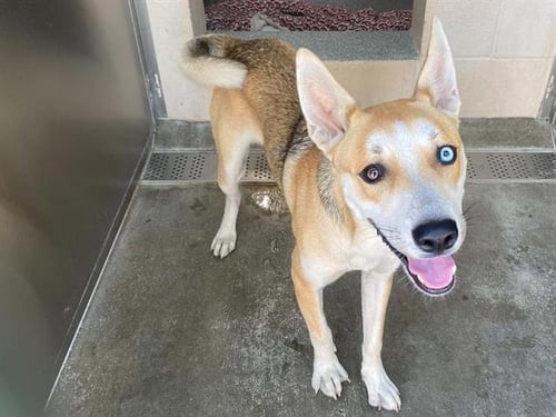 ADRIAN - Siberian Husky / Shiba Inu available for adoption