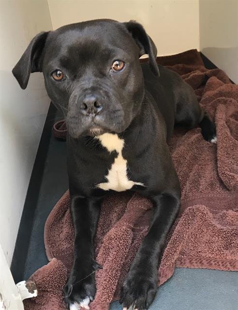 DELILAH - Staffordshire Bull Terrier available for adoption