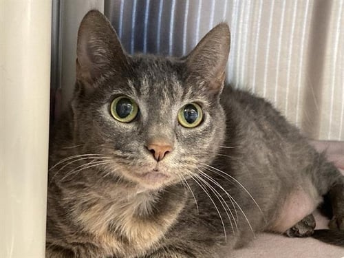 JULIA - Domestic Short Hair available for adoption