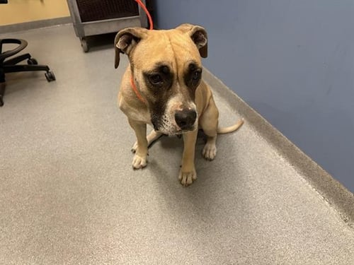 RHEA - Boxer / Pit Bull Terrier for adoption in Garden Grove