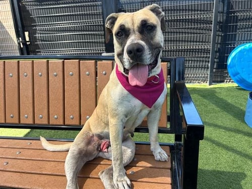 RHEA - Boxer / Pit Bull Terrier available for adoption