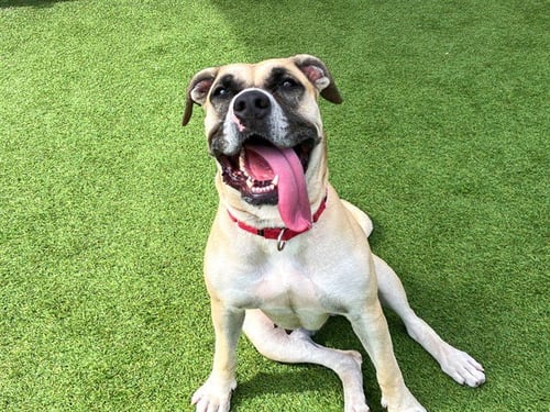RHEA - Boxer / Pit Bull Terrier available for adoption