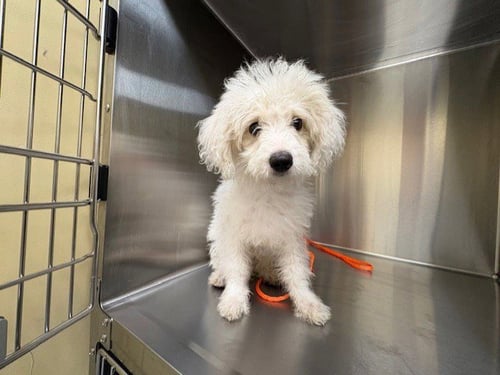 CUTIE - Poodle (Miniature) available for adoption