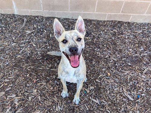 DIANA - Australian Cattle Dog/Blue Heeler / German Shepherd Dog available for adoption