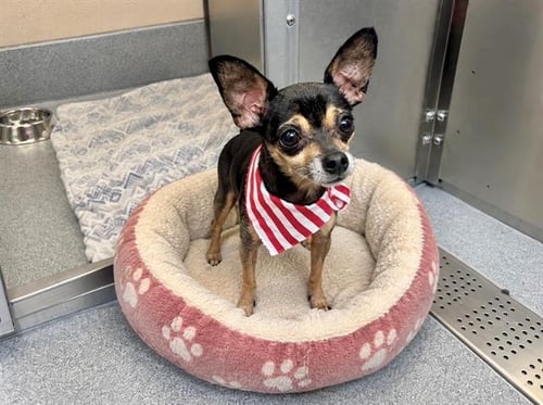 ANGELICA - Chihuahua available for adoption