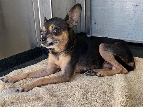 ANGELICA - Chihuahua available for adoption