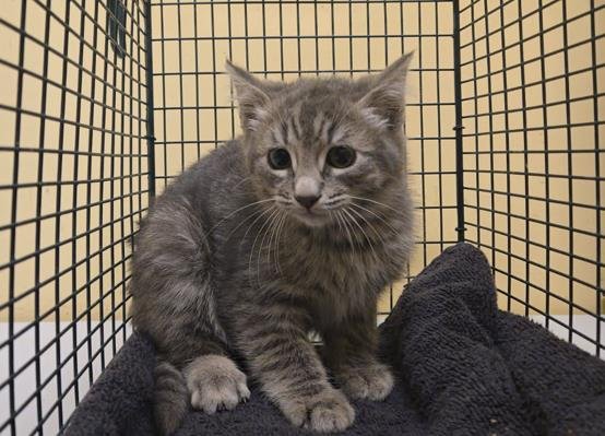 DELILIAH - Domestic Short Hair available for adoption