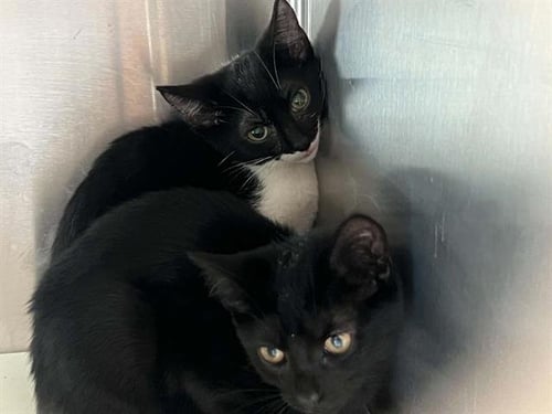 KITTY KUREK - Domestic Short Hair available for adoption