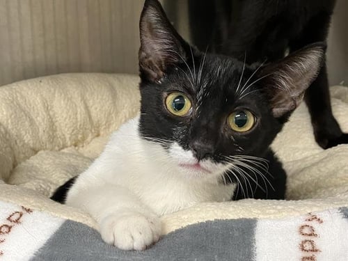 KITTY KUREK - Domestic Short Hair available for adoption