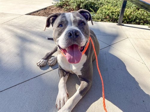 BUTTERCUP - Pit Bull Terrier available for adoption