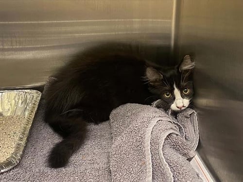 TRON - Domestic Medium Hair available for adoption