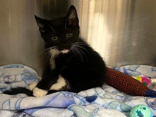 JOE - Domestic Short Hair available for adoption