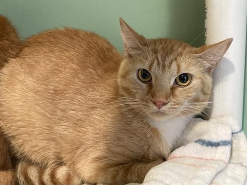 CHRIS - Domestic Short Hair available for adoption