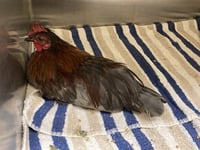 LORD EDGAR - Photo 1