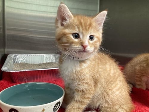 PITER - Domestic Medium Hair available for adoption