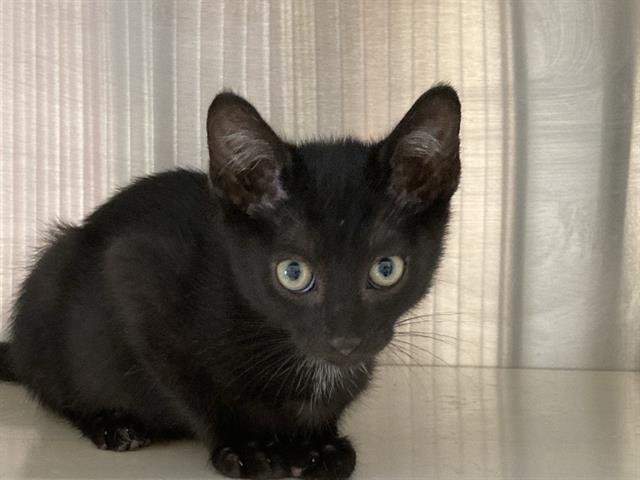 COLBY - Domestic Short Hair available for adoption