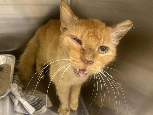 ALBUS - Domestic Medium Hair for adoption in Anaheim