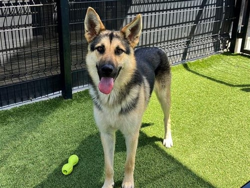 TIMBER - German Shepherd Dog available for adoption
