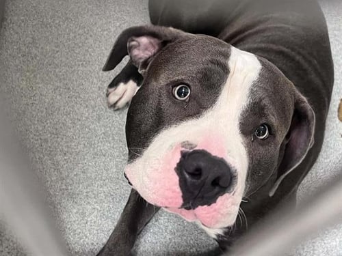 TOM - Pit Bull Terrier available for adoption