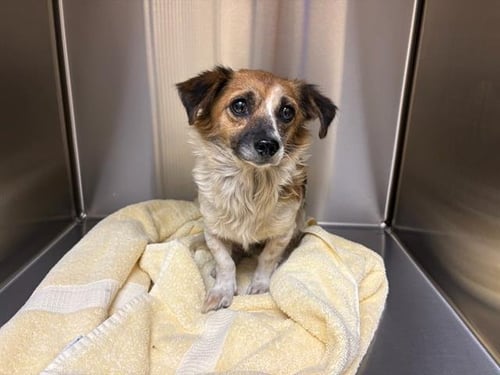 JULIET - Dachshund available for adoption