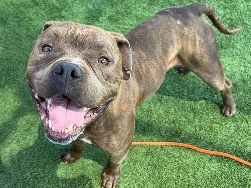 BISHOP - Pit Bull Terrier available for adoption