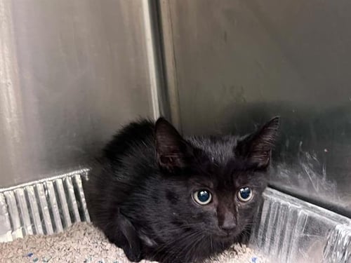 VESPER - Domestic Short Hair available for adoption