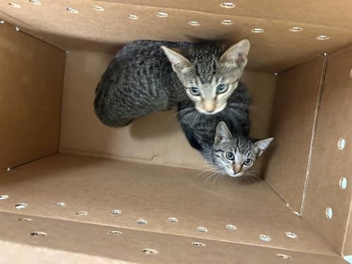 TRACY - Domestic Short Hair available for adoption