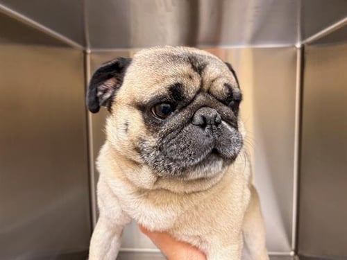 ROCKO - Pug available for adoption