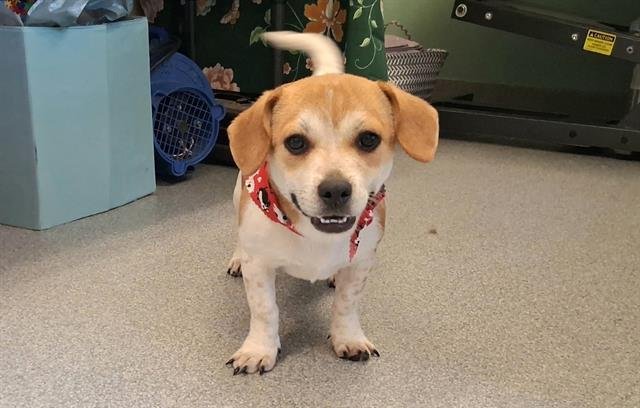 CASH - Beagle / Chihuahua available for adoption