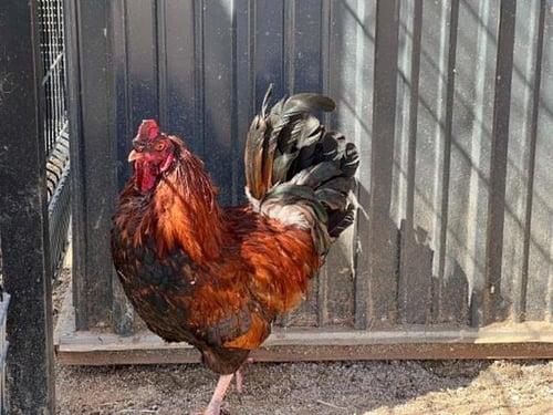 AVENGER - Chicken available for adoption