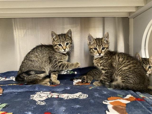 SUNNY - Domestic Short Hair available for adoption